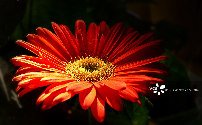 红色花朵的特写镜头图片素材