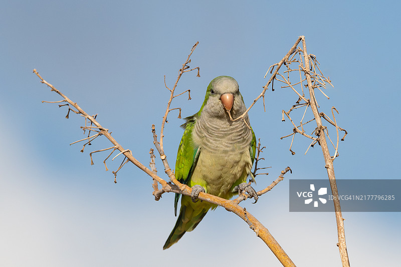 低角度视图的鹦鹉栖息在树枝上，背景是晴朗的蓝天图片素材