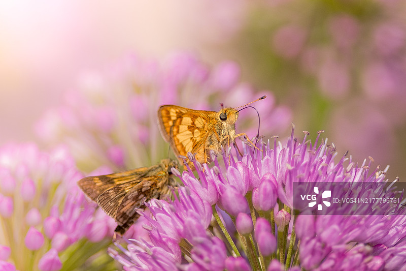 美国印第安纳州南本德紫色花上的蝴蝶特写图片素材