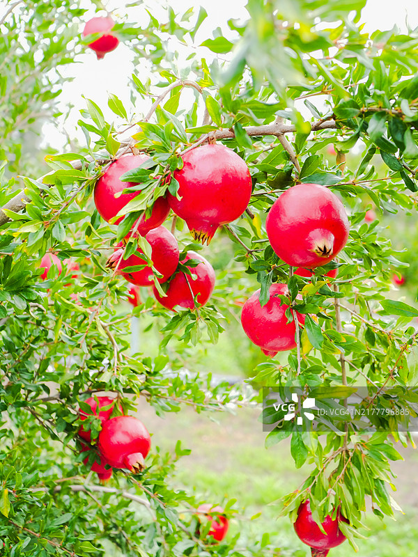 树上生长的石榴特写图片素材