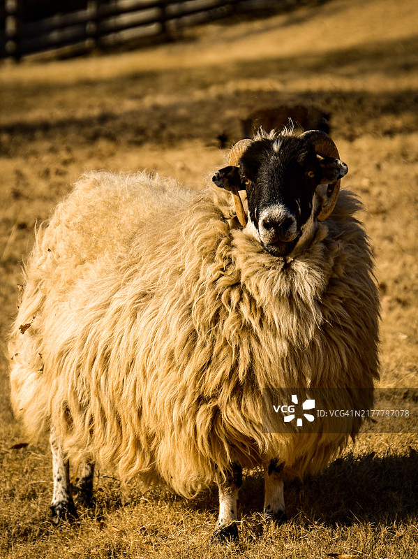 田野上的羊肖像，弗吉尼亚州里士满，美国图片素材