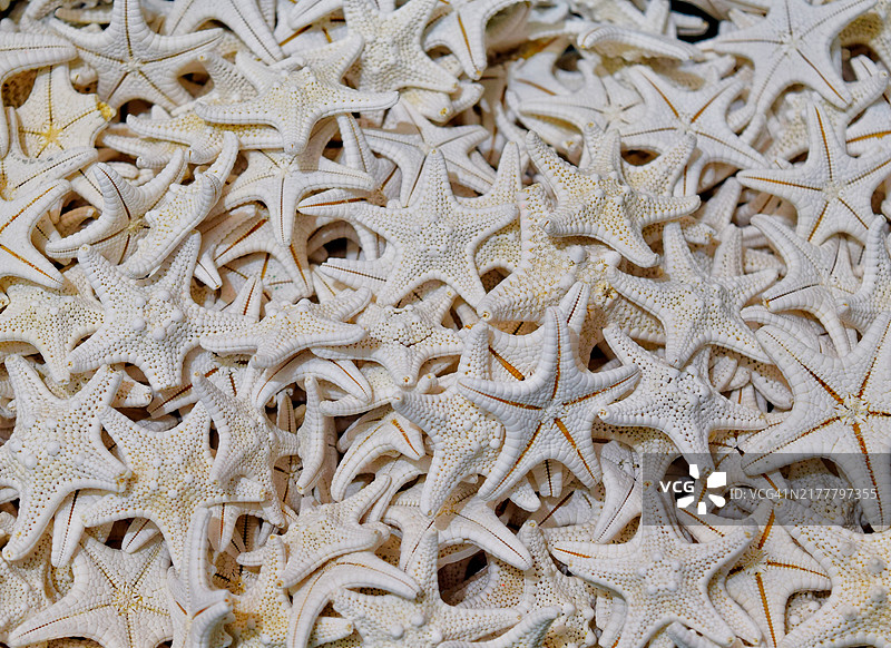 海星特写图片素材