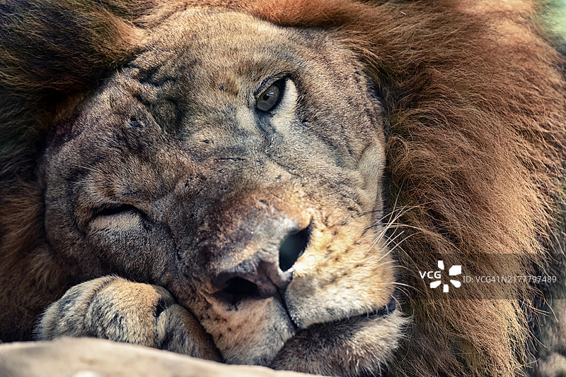 狮子的特写，塞伦盖蒂，坦桑尼亚图片素材