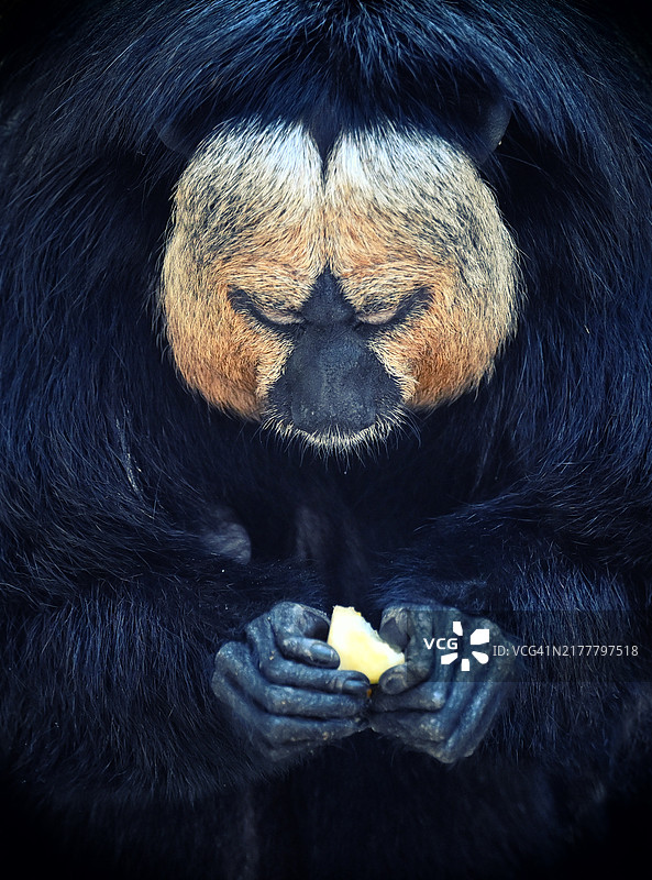 西班牙富恩吉罗拉的猩猩特写镜头图片素材