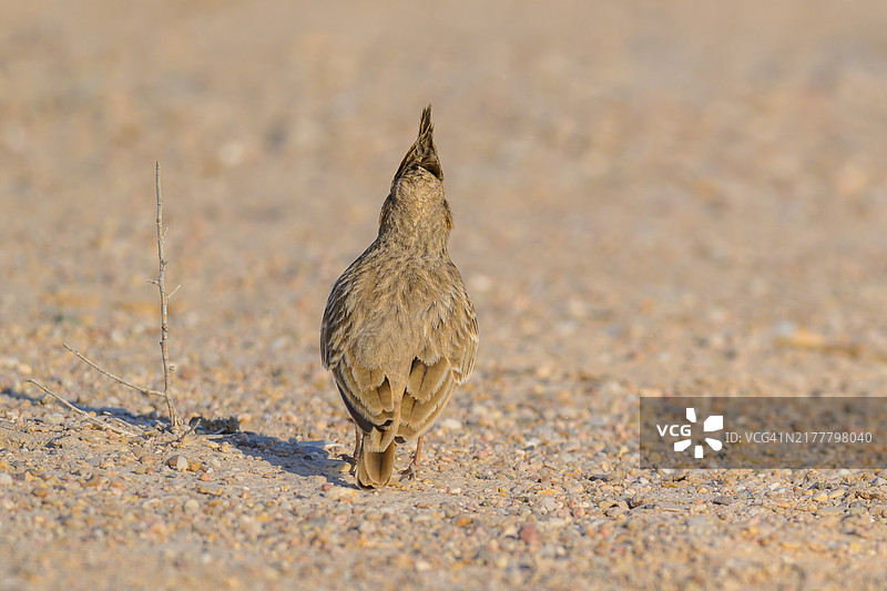 在卡塔尔多哈，一只冠鹤停在地面上的特写镜头图片素材