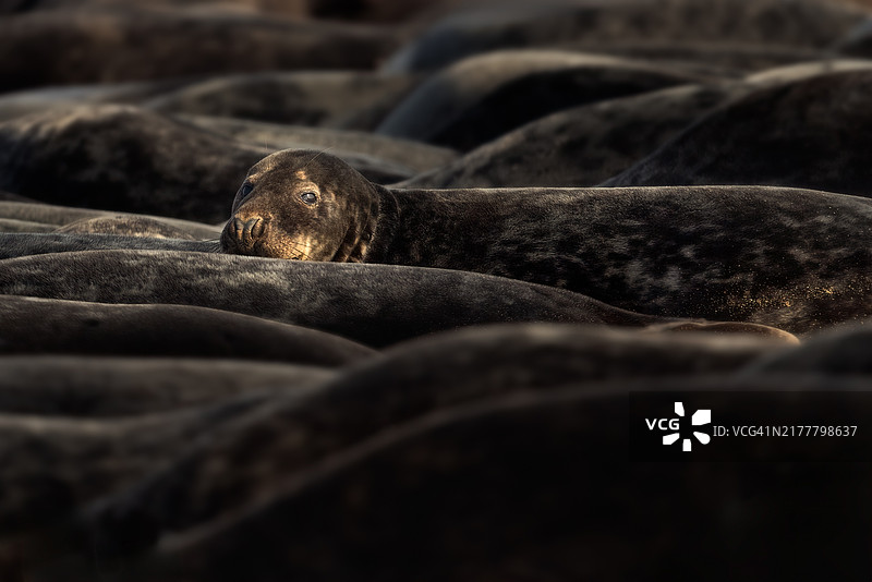 海狮特写图片素材