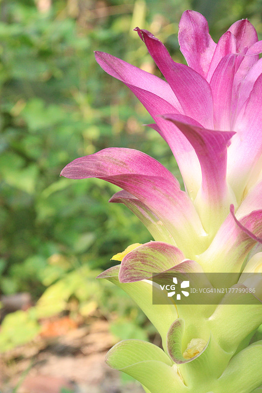 姜黄、约克角百合、野生姜黄，孟加拉国丛林图片素材