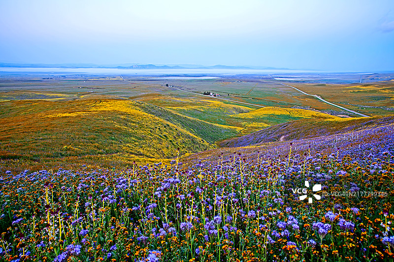 美国加州卡里佐平原国家纪念地的春季花朵图片素材