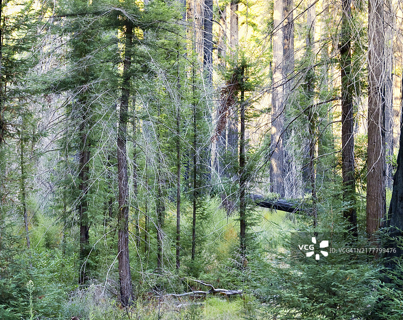 森林中的树木图片素材
