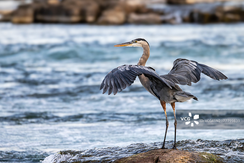 蓝鹭栖息在岩石上图片素材