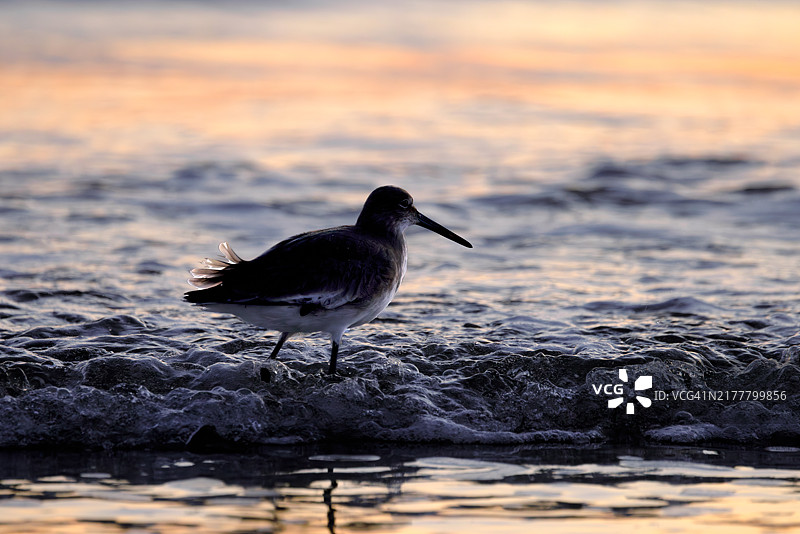 一只威尔特鸟在佛罗里达海岸日出时穿行于拍打岸边的海浪中图片素材