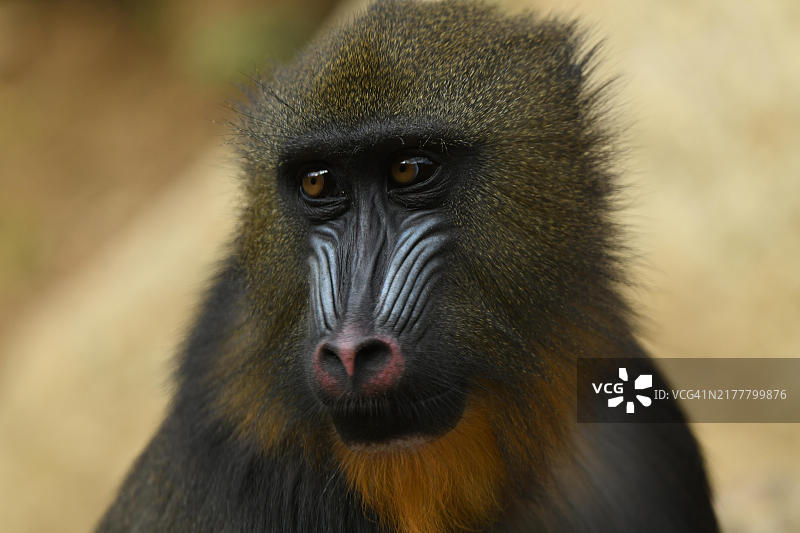 大猩猩的特写镜头图片素材