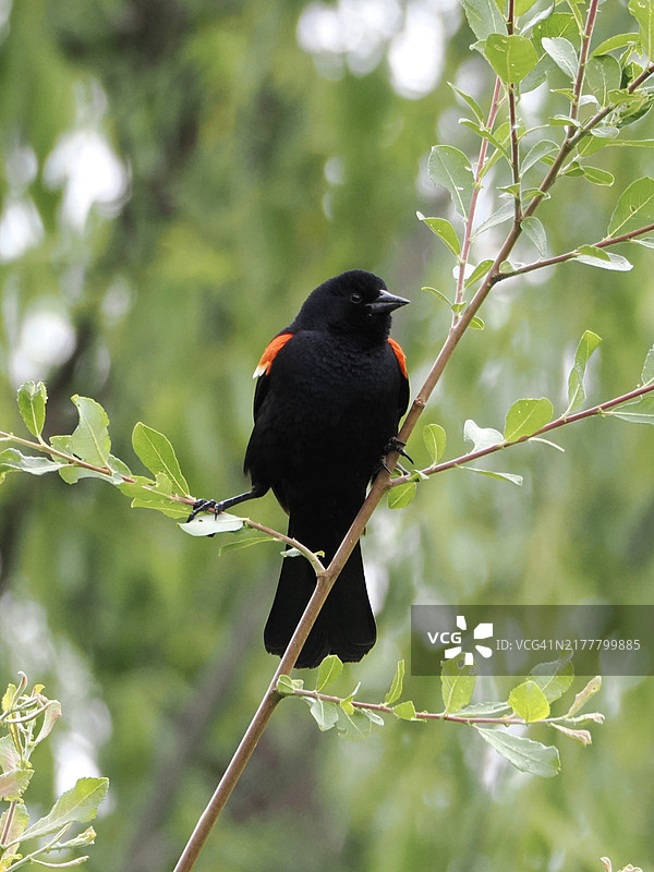 栖息在树枝上的鸣禽特写，布鲁克莱恩，马萨诸塞州，美国图片素材