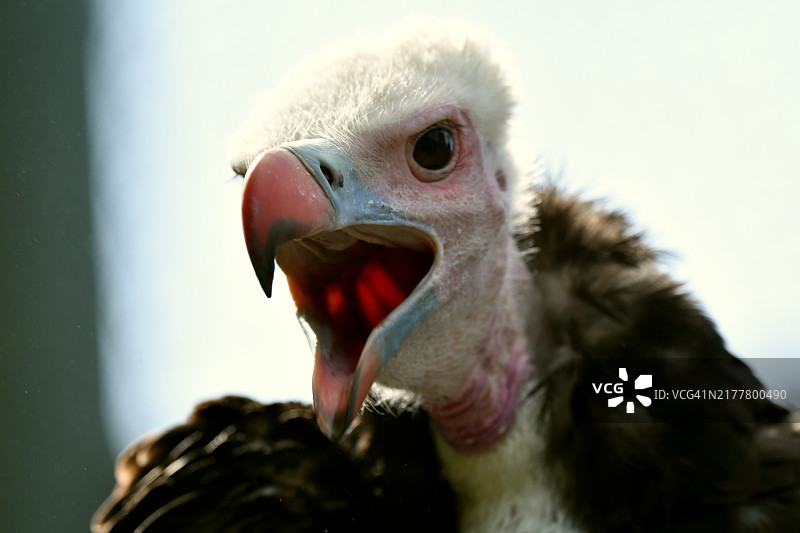 秃鹫的特写镜头图片素材
