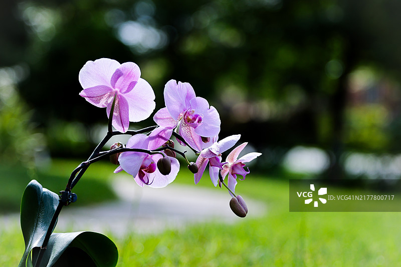 春天北卡罗来纳州凯里市的粉色兰花特写图片素材