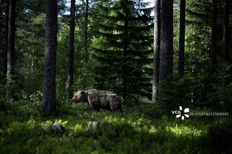 森林中侧面视角的水牛图片素材