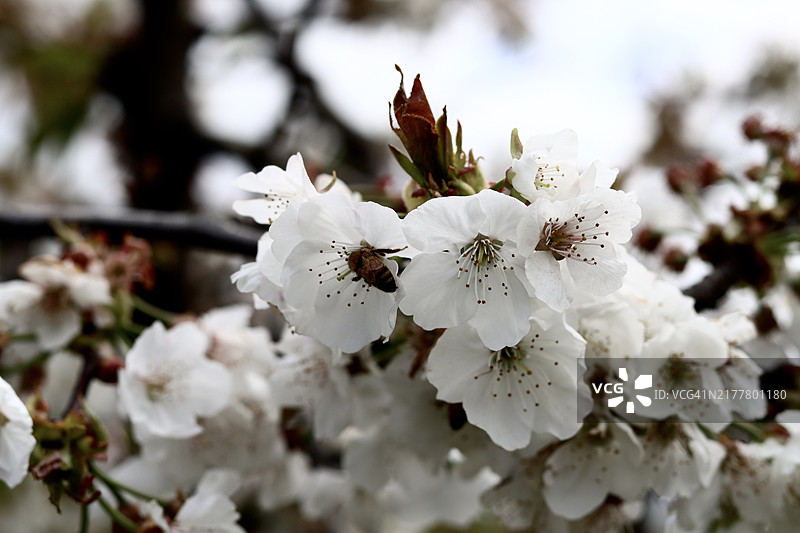 白色花朵上的昆虫特写图片素材