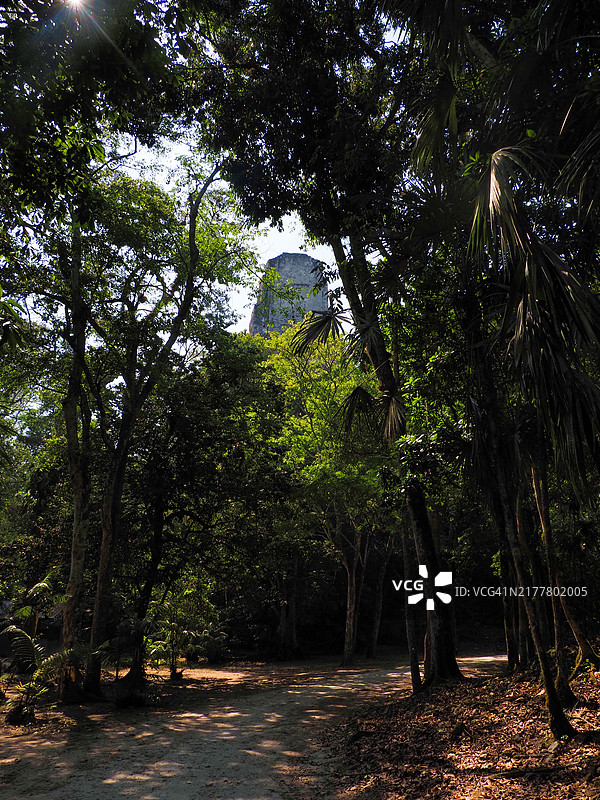森林中的树木图片素材