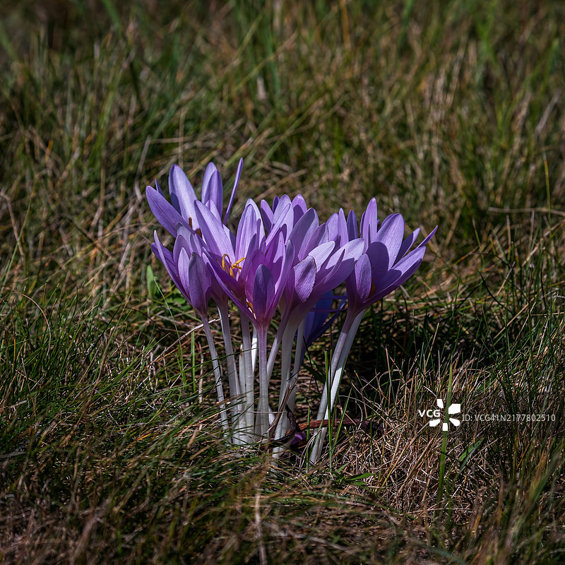紫色番红花在田野上的特写图片素材