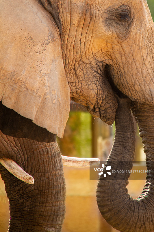 非洲象的特写镜头图片素材