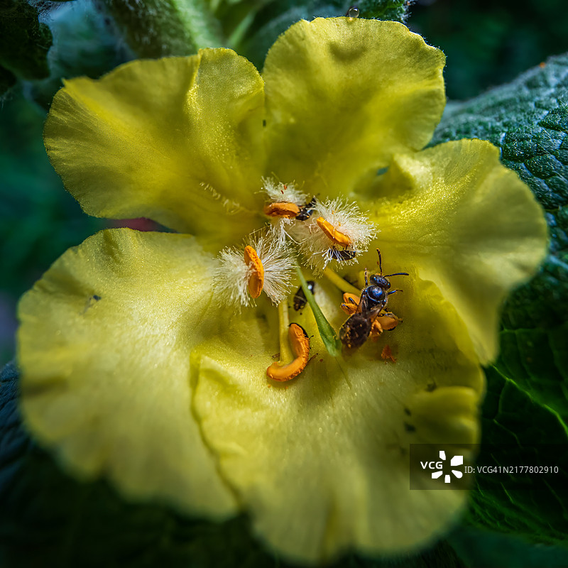 昆虫在花朵上的特写镜头图片素材