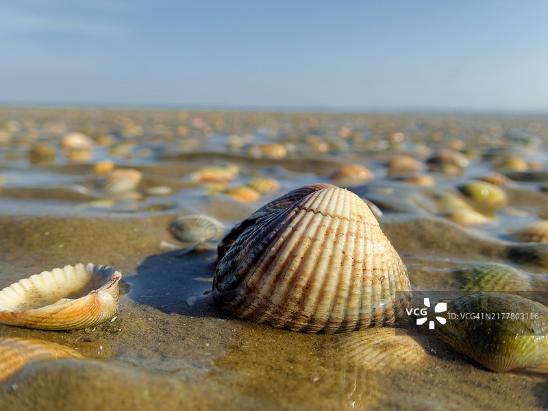 北海泥滩上的海贝壳图片素材