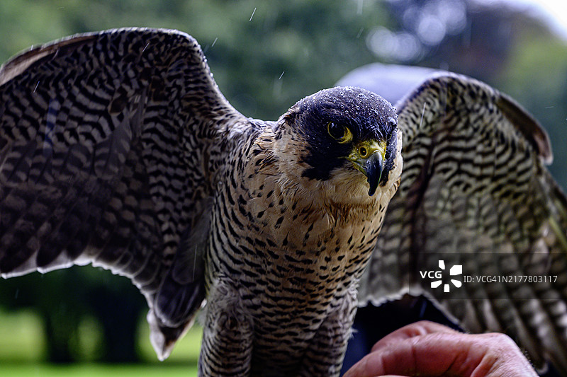 猛禽的特写镜头图片素材