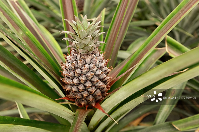 温室内菠萝种植园的菠萝果实特写镜头图片素材