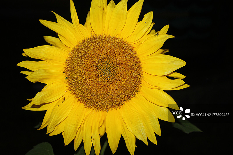 向日葵特写图片素材