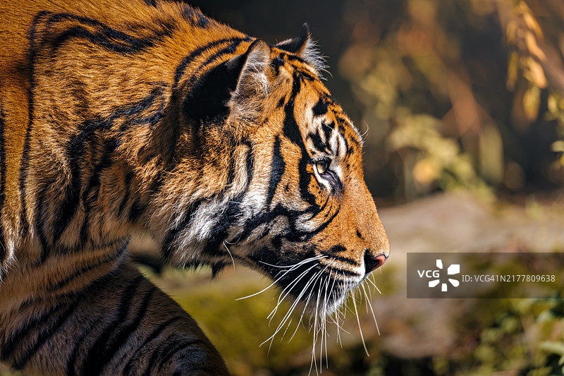 苏门答腊虎的特写镜头图片素材