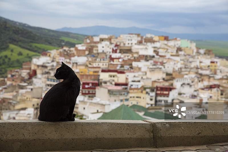 坐在挡土墙上的猫特写图片素材