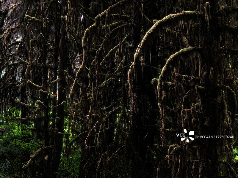 华盛顿州的森林中的树木图片素材