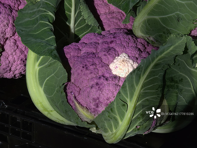 高角度视图的卷心菜，华盛顿特区，美国图片素材