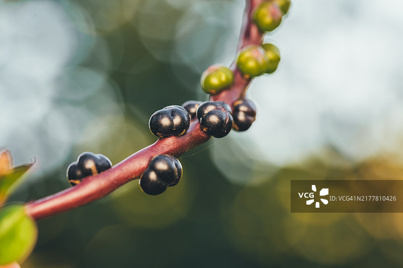 植物上生长的浆果特写图片素材