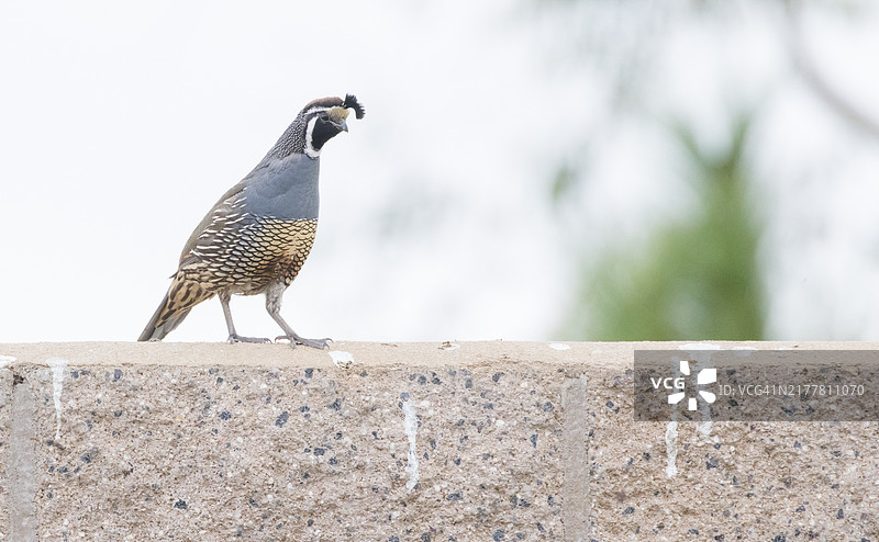 海鹦在墙上栖息的特写，伊尔文，加利福尼亚州，美国图片素材