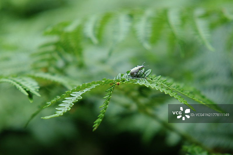 植物上的昆虫特写图片素材