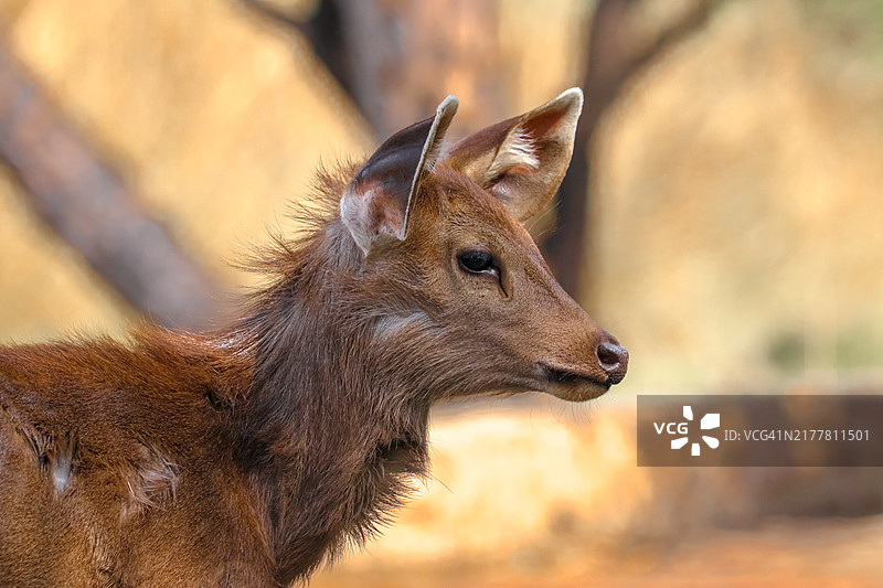 白色的特写镜头图片素材