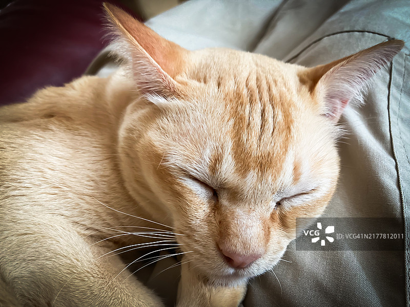 猫咪睡觉的特写镜头图片素材