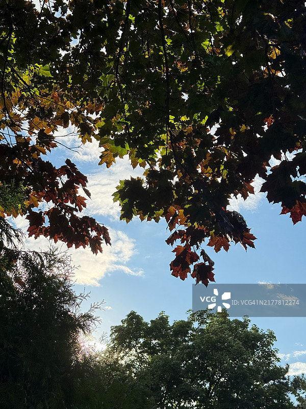 从低角度看多伦多，安大略省，加拿大的枫树与天空。图片素材