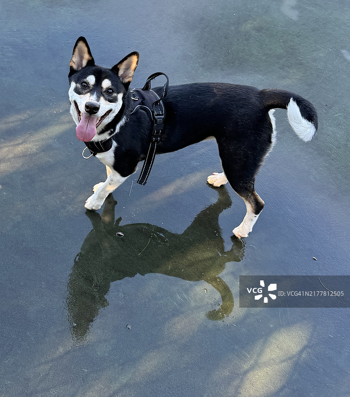 家犬与嚎叫的狼影， 美国， 美国图片素材