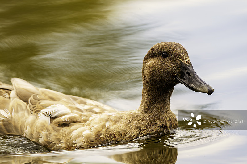 湖中游泳的天鹅特写，科罗拉多州弗鲁塔，美国图片素材