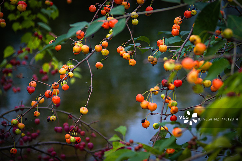 树上生长的水果特写，安阿伯，密歇根州，美国图片素材