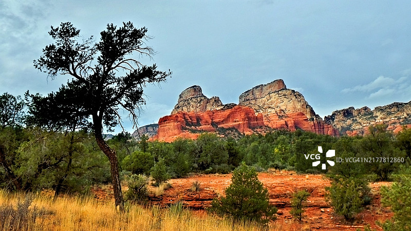 从低角度看亚利桑那州的树木与天空图片素材