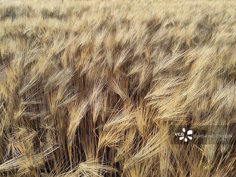 麦田全景拍摄图片素材
