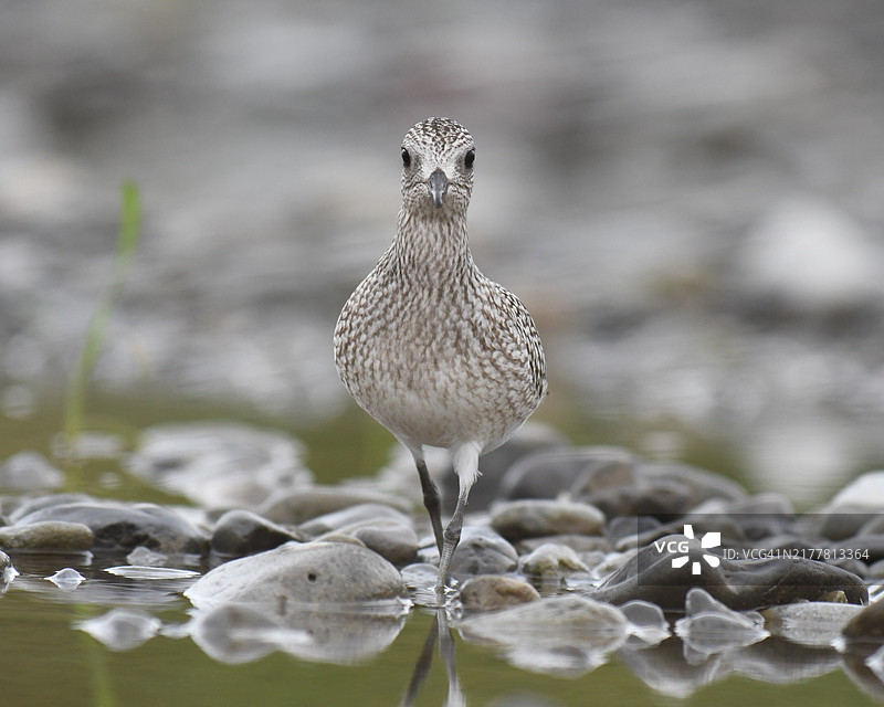 2024年秋季河中的灰斑鸻图片素材