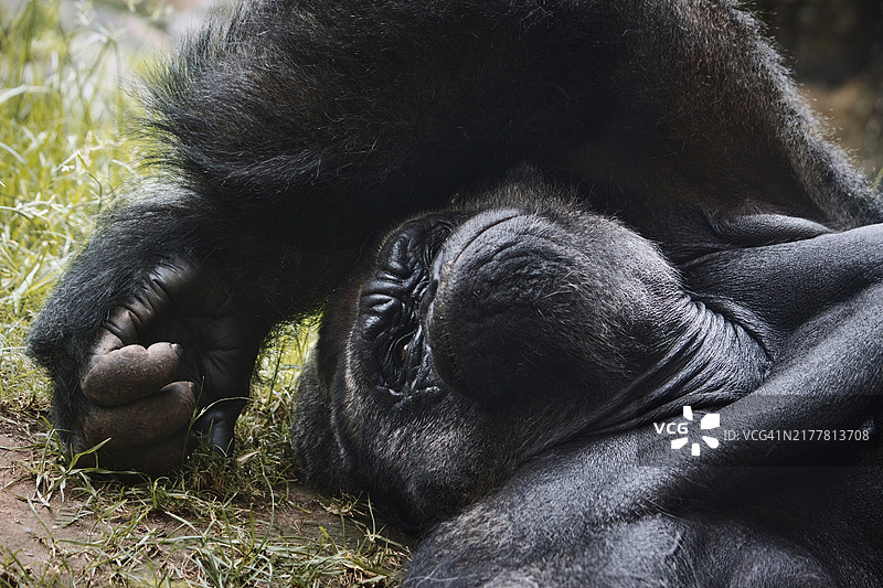 一只雄性银背大猩猩在地面上休息图片素材