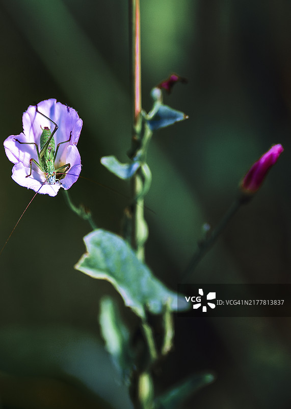 绿色天堂，这里总是夏天。图片素材