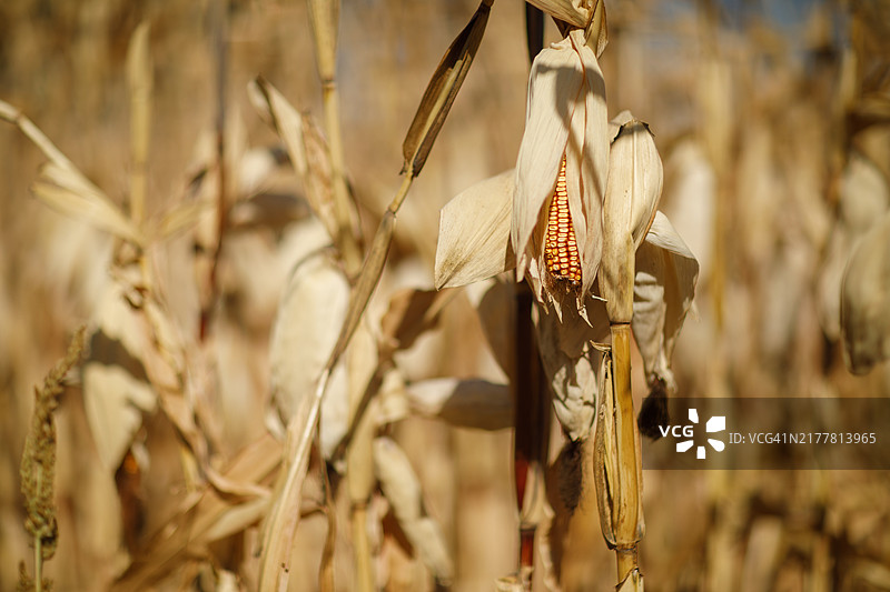 田野上干枯植物的特写图片素材
