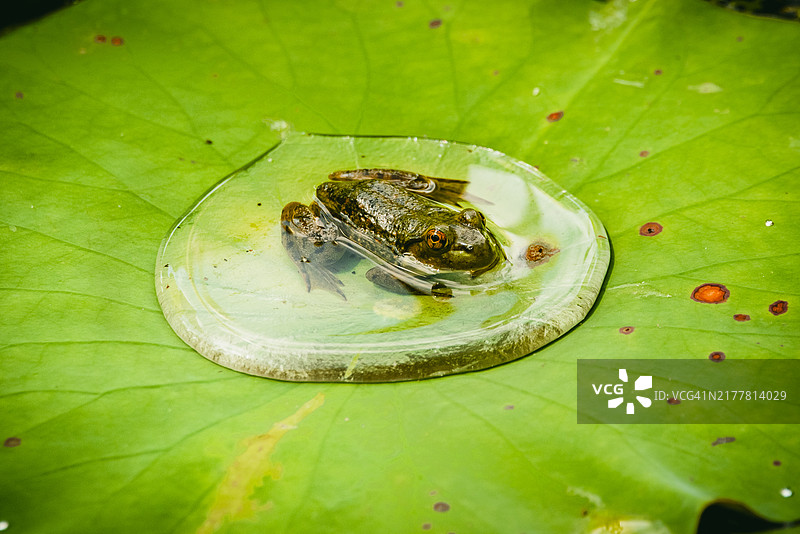泡泡中的青蛙在叶子上，马萨诸塞州，美国图片素材