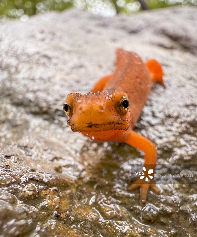 岩石上的青蛙特写，阿巴拉契亚国家风景小径，美国图片素材